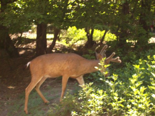 Buck in Camp Curry 