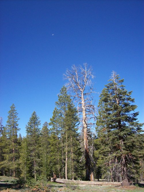 Trees on path to Sentinel dom 