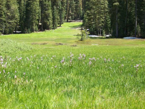 Flowers in meadow 