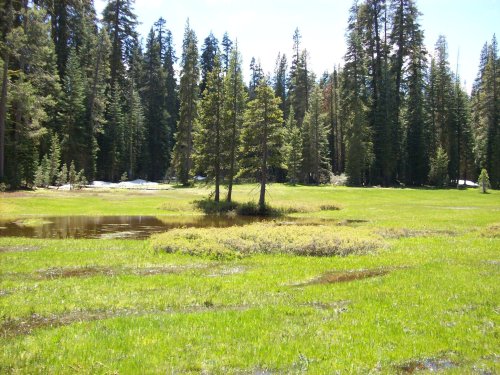 Trees and polywog pond in meadow 