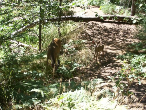 Doe and fawn in Yosemite 