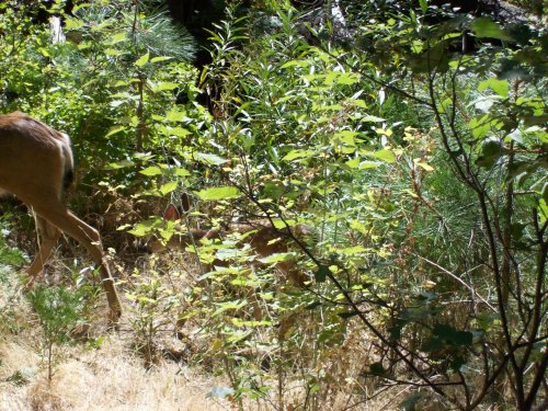 Fawn amongst the brush 