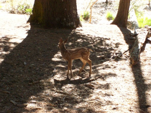 Fawn 