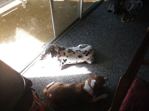 Freckles and Riley relaxing in the sun 