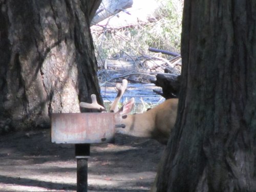 Buck investigating barbecue in Yosemite 