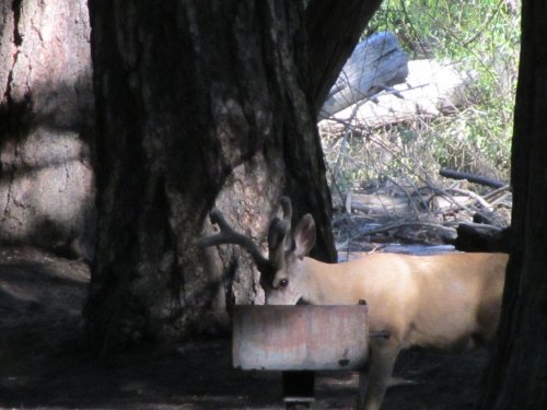 Buck investigating barbecue in Yosemite 