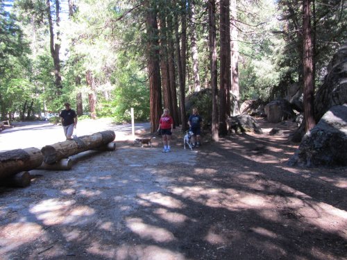 Family walking dogs by the Ahwahnee 