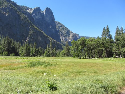 Meadow in Yosemite 
