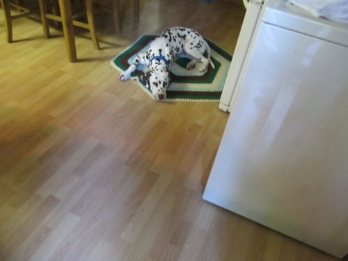 Lucky guarding the refrigerator 