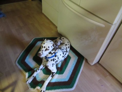 Lucky guarding the refrigerator 