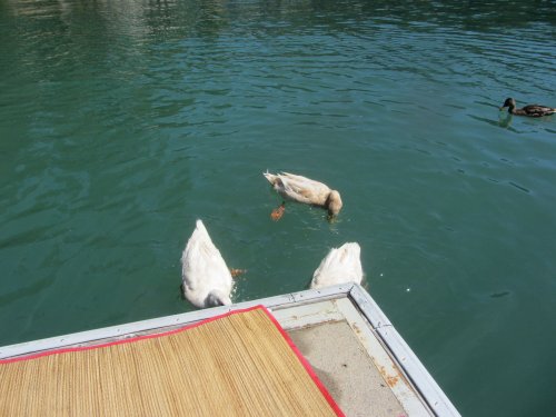 Ducks eating crackers 