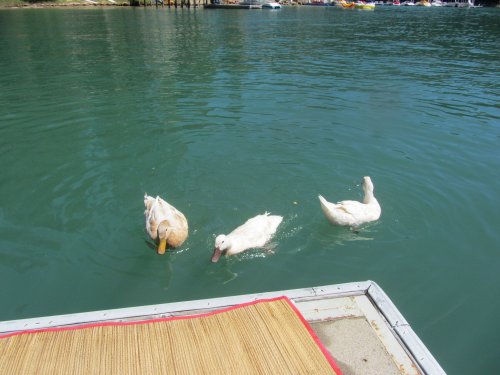 Ducks eating crackers 