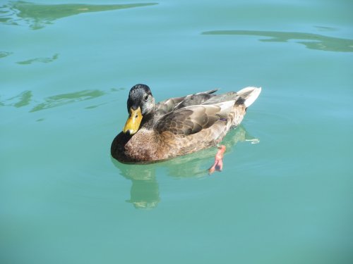 Duck at the dock 
