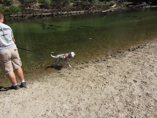 Dixie wading in the river 