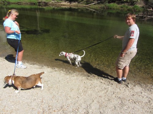 Kids and dogs 