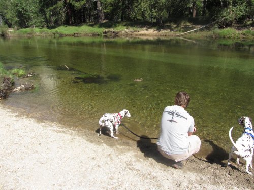 Duck in river taunting dogs 