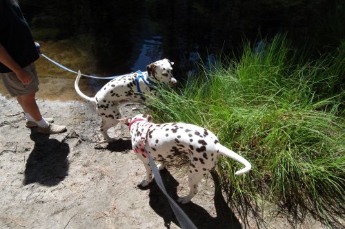 Dalmatians by the river 