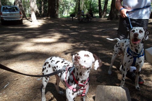 Dalmatians investigating lunch 