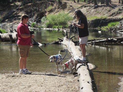 Guys and dogs 