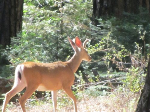 Deer in Yosemite 