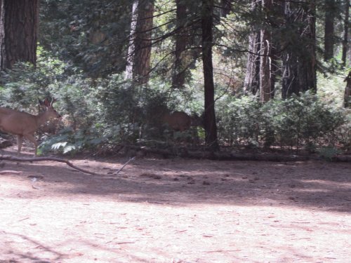 Deer in Yosemite 