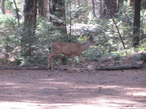 Deer in Yosemite 