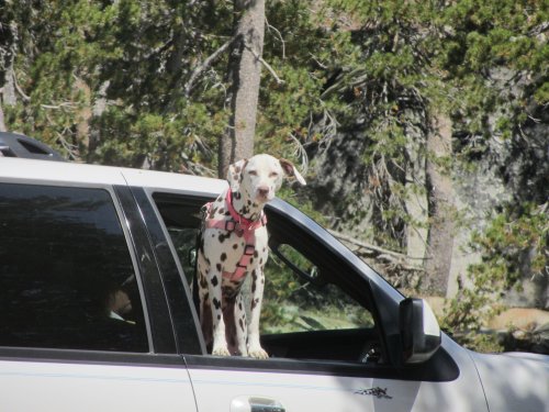 Dixie watching the scenery 