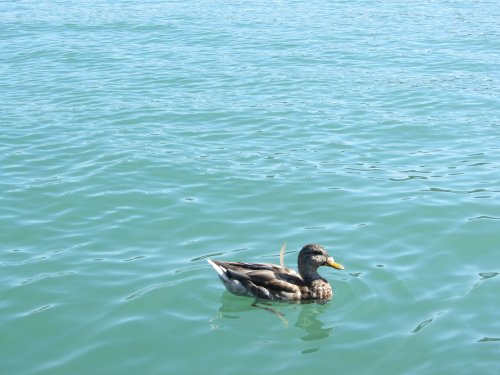 duck at the dock 