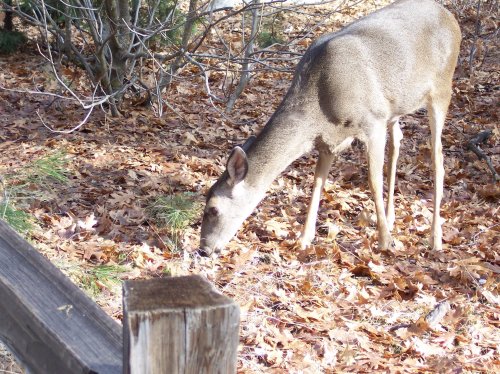Lower Yosemite falls 