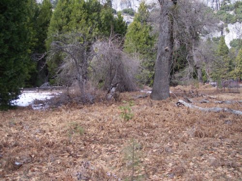 Melissa at the Ahwahnee for mom's birthday 