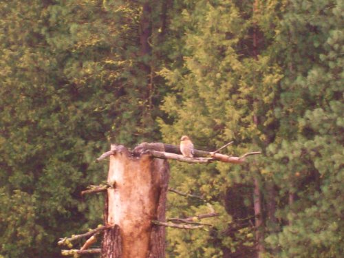 Hawk on tree in Wawona 