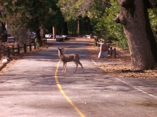 Deer in Yosemite Valley 