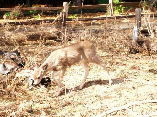 Deer grazing 