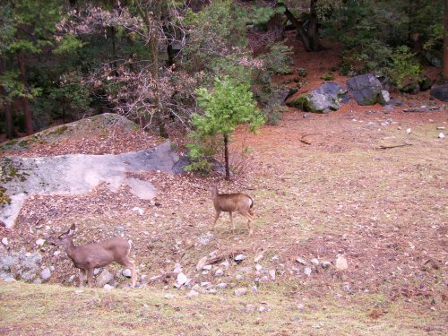 Deer in Yosemite Valley 