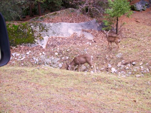 Deer in Yosemite Valley 