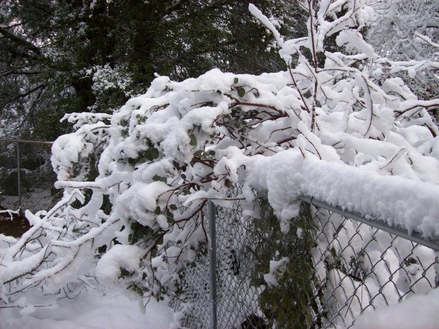 Snow on fence and Flowering Locust 