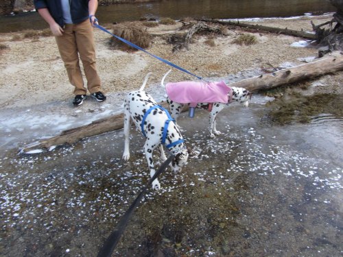 Dogs on ice 