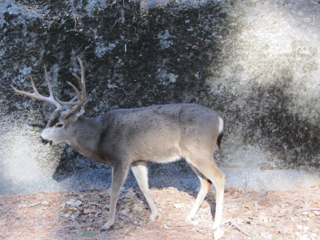 Buck by the road 