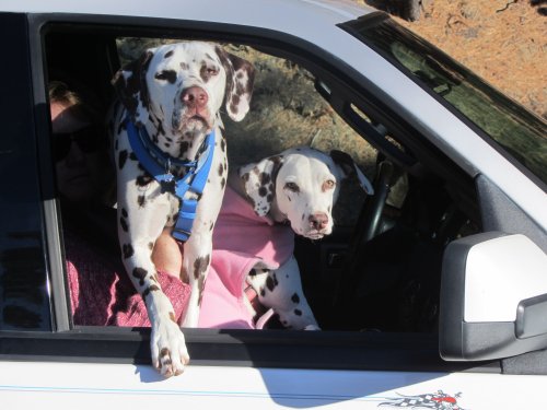 Dogs taking over mom's seat 