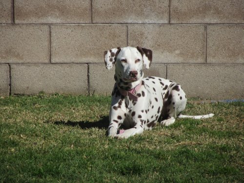 Dixie posing 