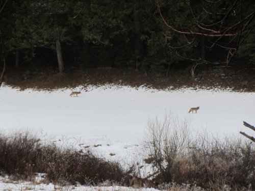 Pack of coyotes in Wawona 