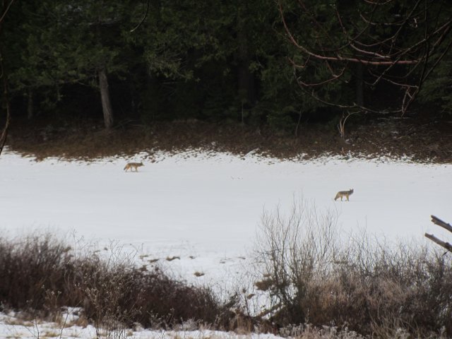 Pack of coyotes in Wawona 