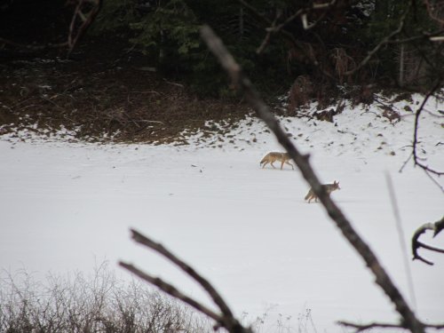 Pack of coyotes in Wawona 