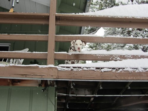 Dixie peeking through the railing 