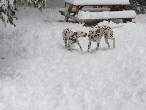 Dogs wrestling in the snow 