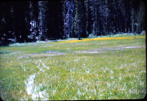 A Yosemite meadow 