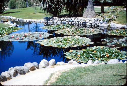 Fish pond - La Palma Park 