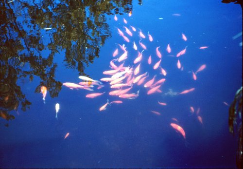 Goldfish - La Palma Park 