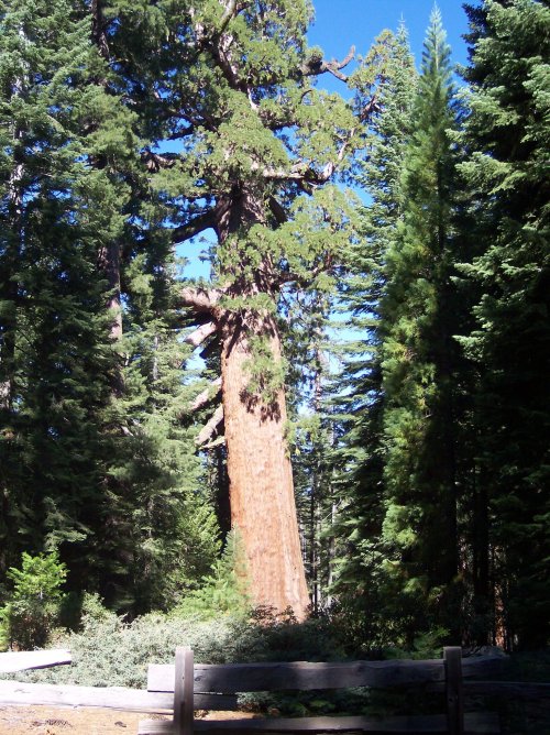 Big Tree's in Yosemite 