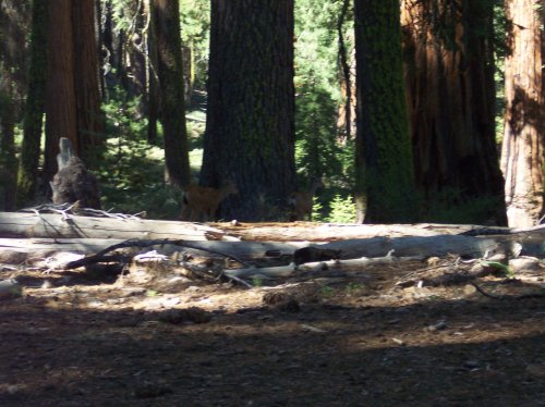 Deer in Big Tree's in Yosemite 